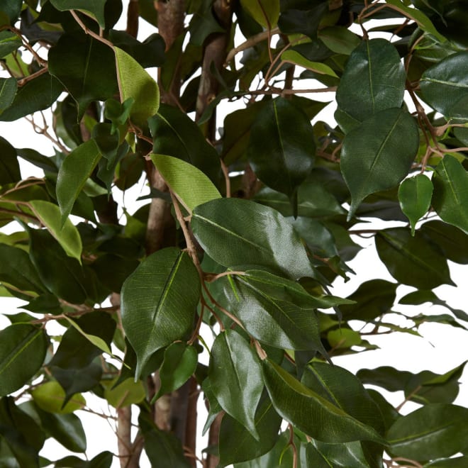 Ficus Tree - 80 x 80 x 150cm 