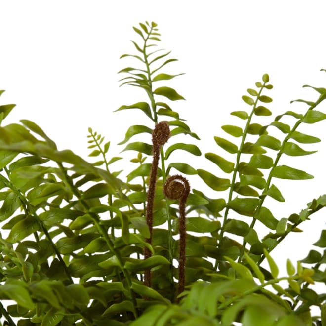 Fern Lush Boston Potted - 80 x 80 x 61cm 