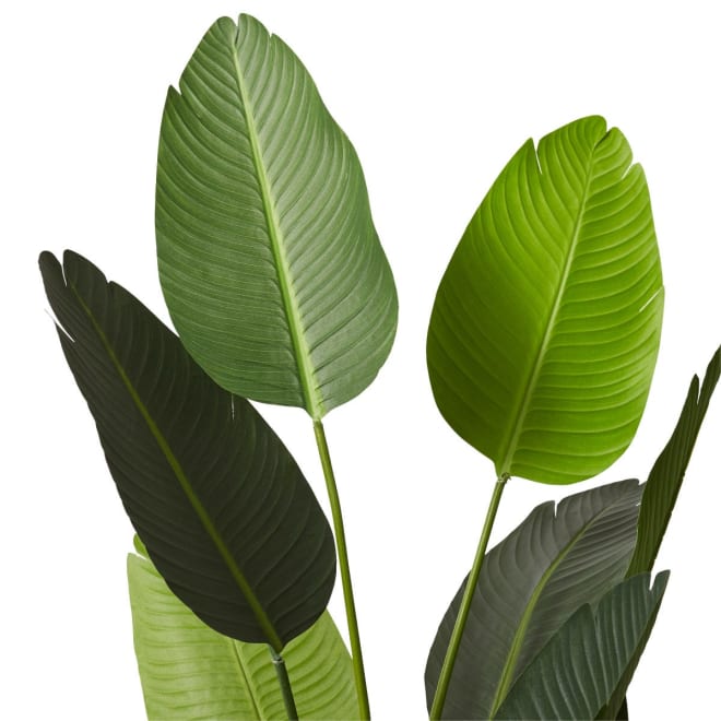 Bird of Paradise - 80 x 80 x 152cm 