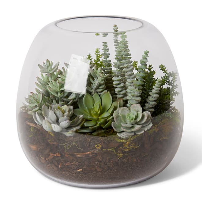 Bell Sedum Succulent Mix - Alma Vase - 29 x 29 x 27cm