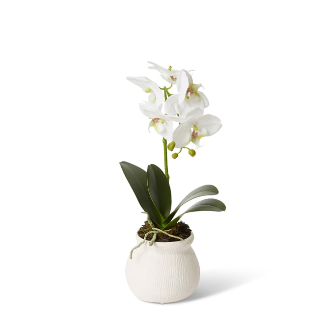 Phalaenopsis Grand - Wanda Vase - 18 x 15 x 45cm 