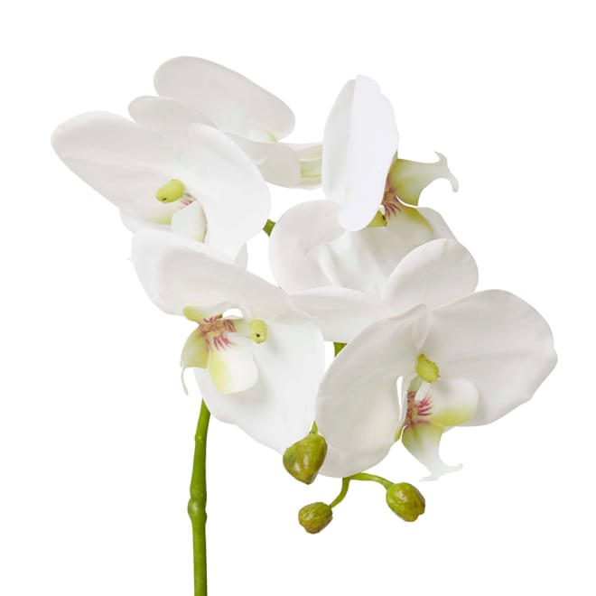 Phalaenopsis Grand - Wanda Vase - 18 x 15 x 45cm 