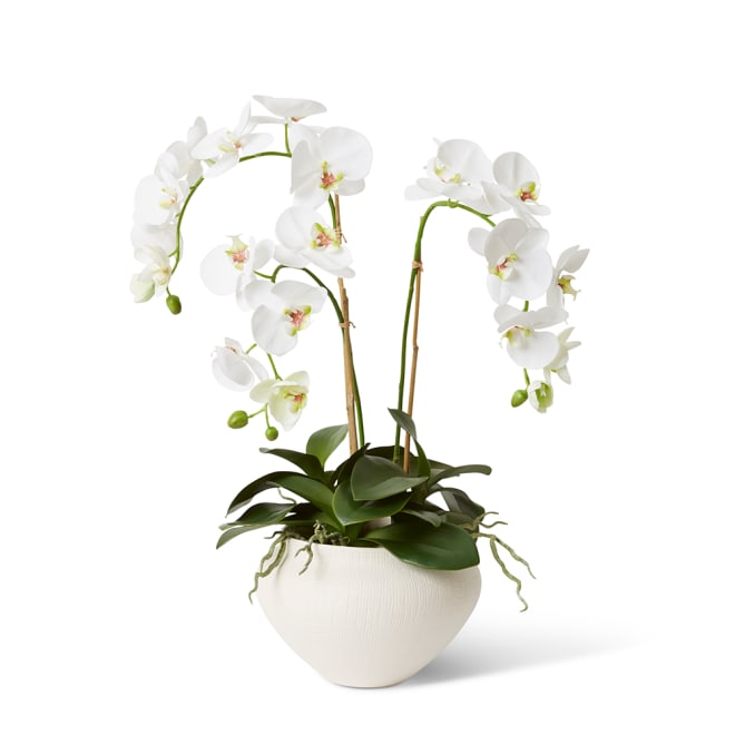 Phalaenopsis DeLuxe - Theo Pot - 54 x 46 x 70 cm 