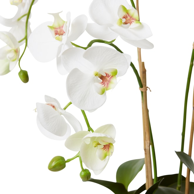 Phalaenopsis DeLuxe - Theo Pot - 54 x 46 x 70 cm 