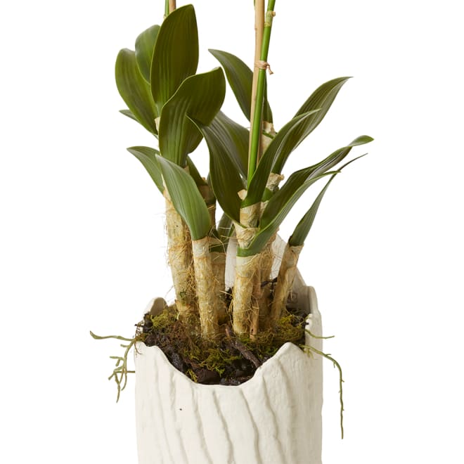 Orchid Dendrobidium Potted - Sanchia Vessel - 25 x 25 x 100 cm 
