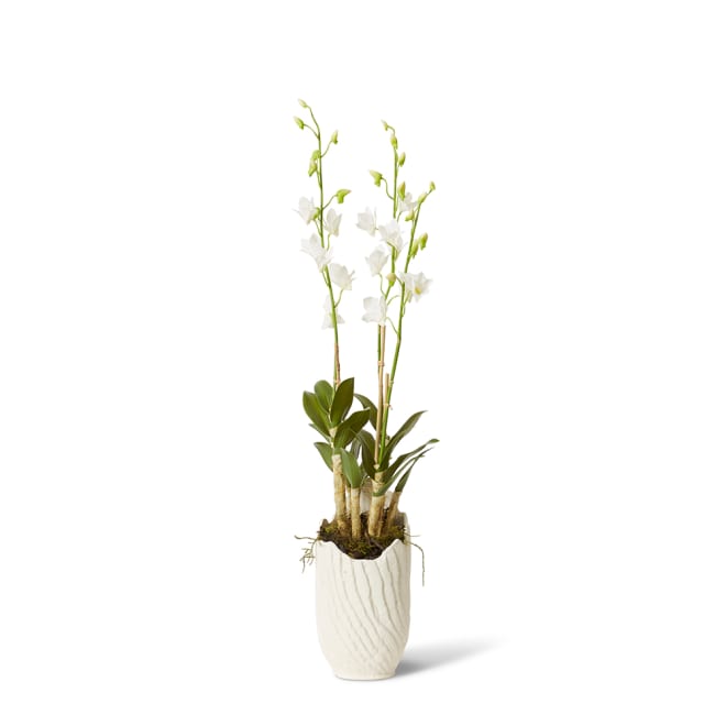 Orchid Dendrobidium Potted - Sanchia Vessel - 25 x 25 x 100 cm 