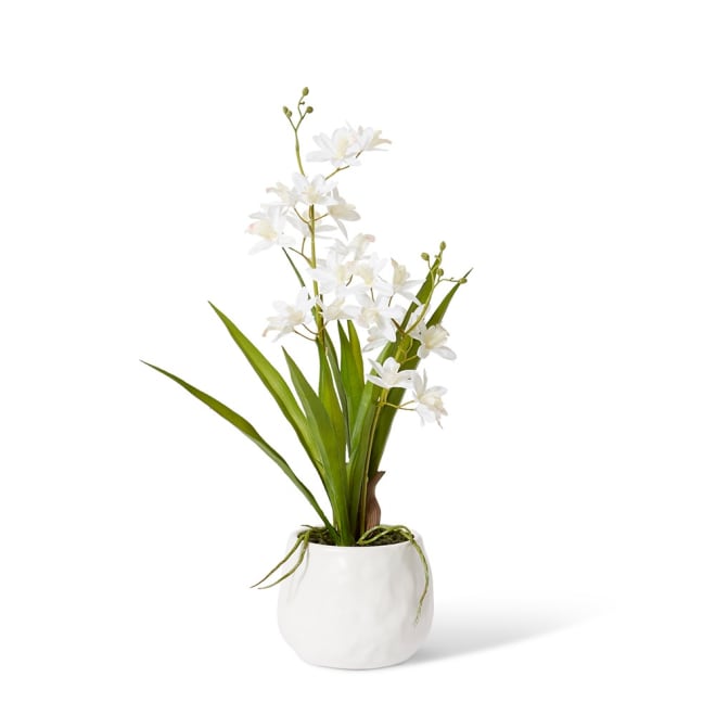 Cymbidium Mini  - 17 x 11 x 46cm color White/White