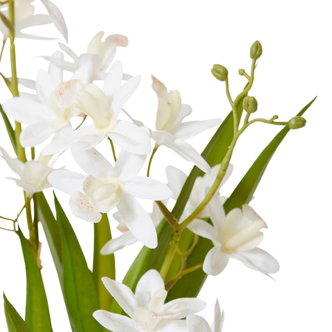 Cymbidium Mini  - 17 x 11 x 46cm color White/White