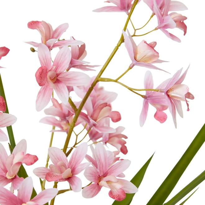 Cymbidium Mini  - 28 x 20 x 58cm color Pink/White
