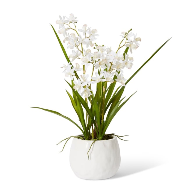 Cymbidium Mini  - 28 x 20 x 58cm color White/White