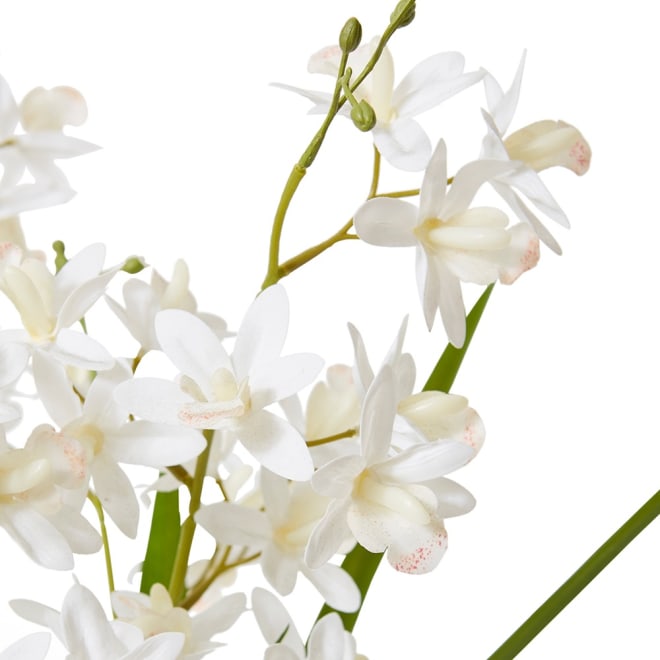 Cymbidium Mini  - 28 x 20 x 58cm color White/White