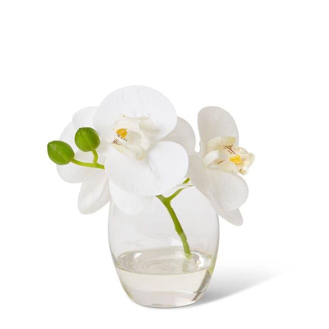 Phalaenopsis - 16 x 13 x 15cm color White/Clear