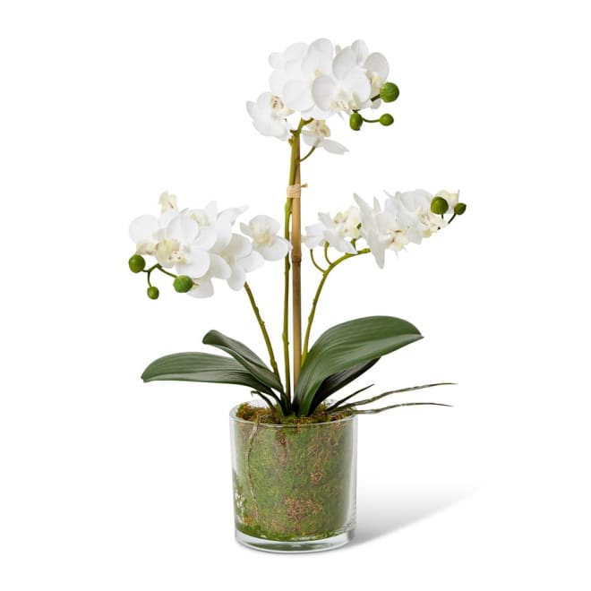Phalaenopsis Mini - 21 x 16 x 40cm color White/Clear