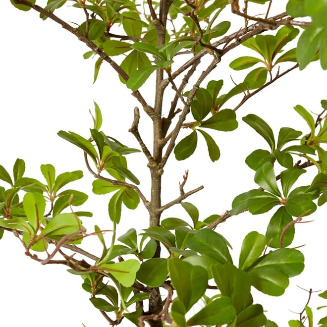 Black Olive Tree - 75 x 50 x 152cm color Green