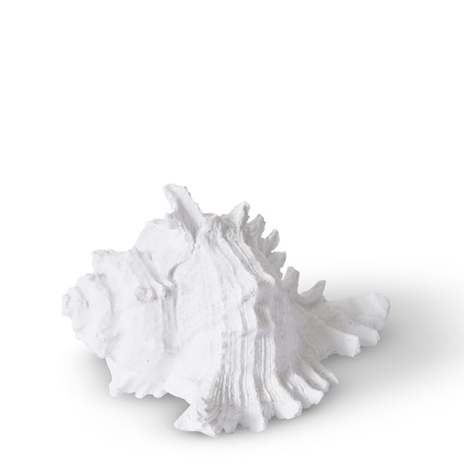 Shell Murex - 14 x 11 x 8cm 