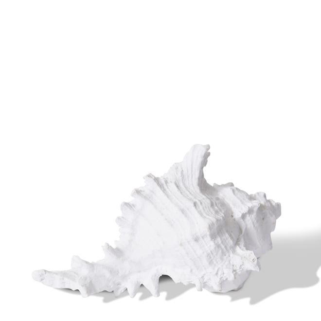 Shell Murex - 14 x 11 x 8cm 
