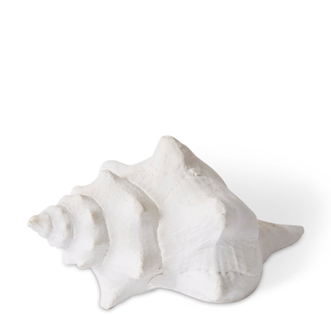 Shell Horse Conch - 14 x 9 x 7cm 