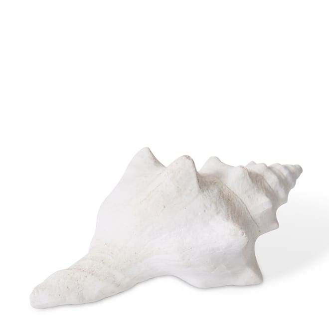 Shell Horse Conch - 14 x 9 x 7cm 