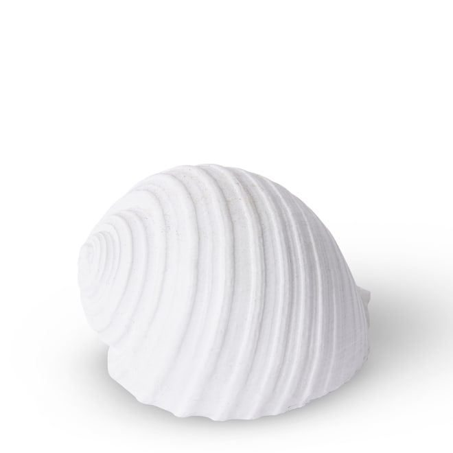 Shell Moon Snail - 11 x 9 x 8cm 