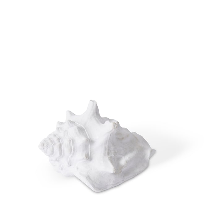 Shell Fighting Conch - 8 x 6 x 4cm 