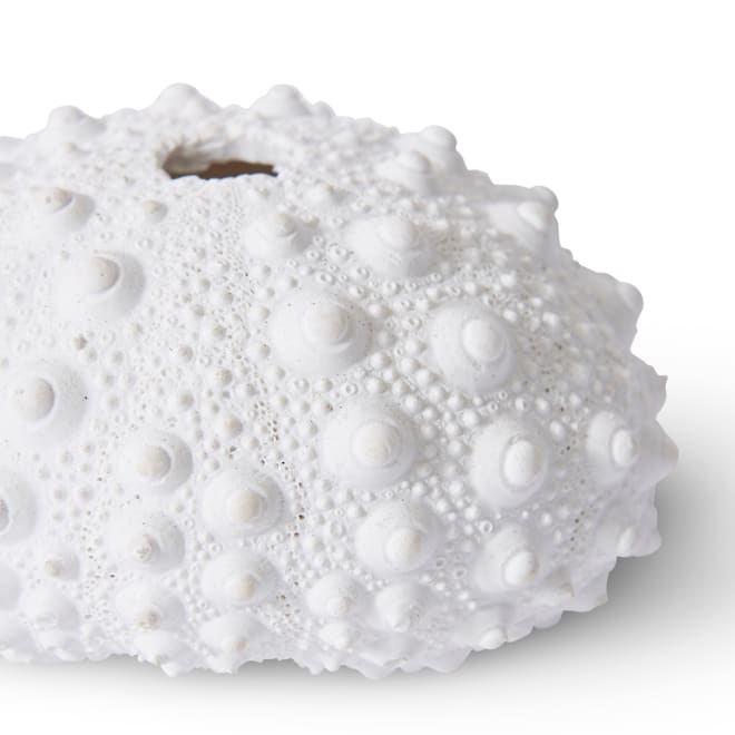 Shell Sea Urchin - 9 x 8 x 5cm 