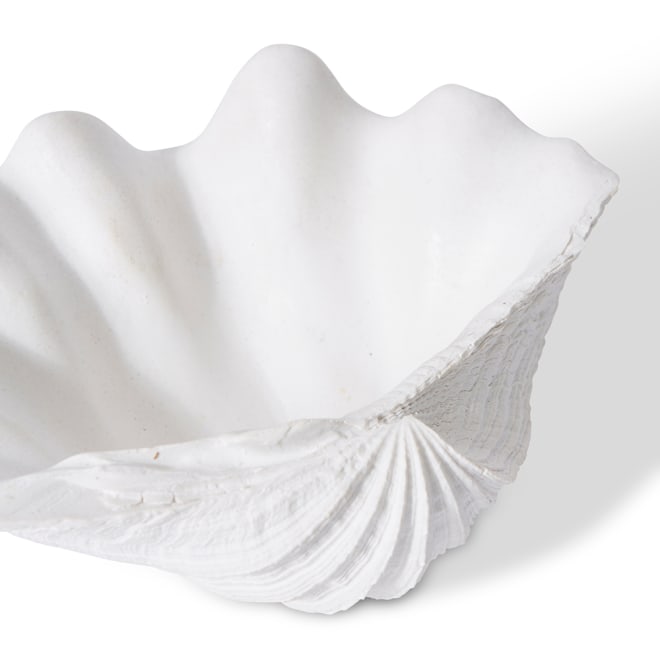 Shell Clam - 19 x 14 x 7cm 