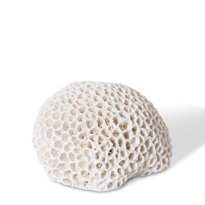 Coral Brain - 16 x 13 x 9cm 