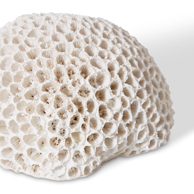 Coral Brain - 16 x 13 x 9cm 