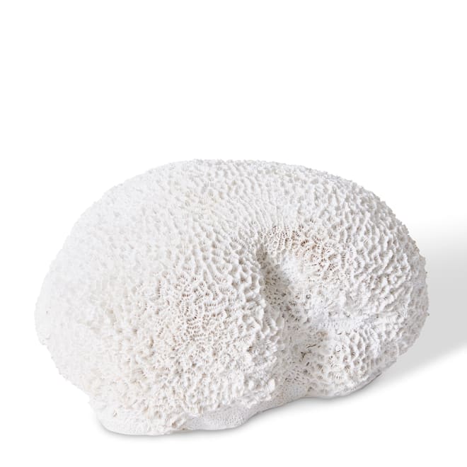 Coral Brain - 23 x 19 x 11cm 