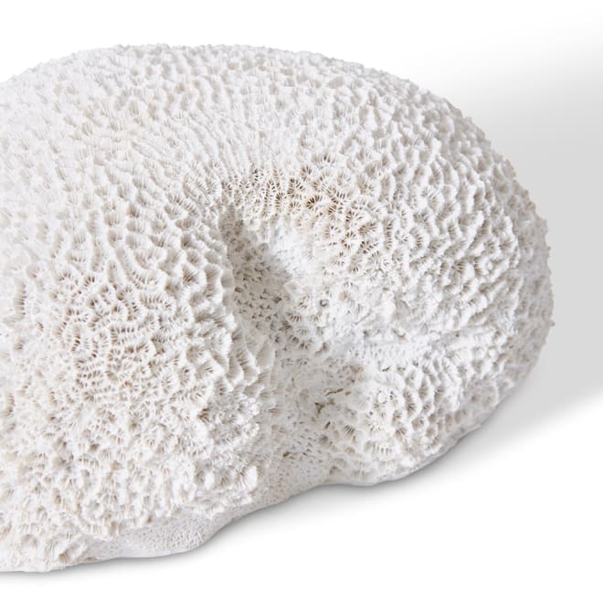 Coral Brain - 23 x 19 x 11cm 