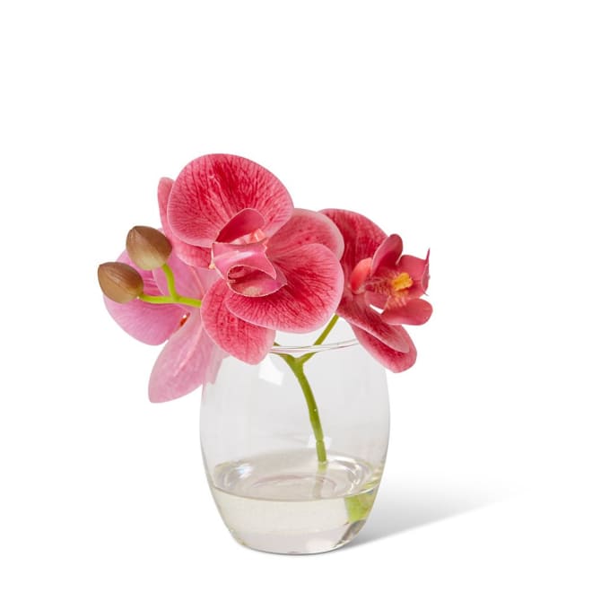 Phalaenopsis - 16 x 13 x 15cm color Pink/Clear