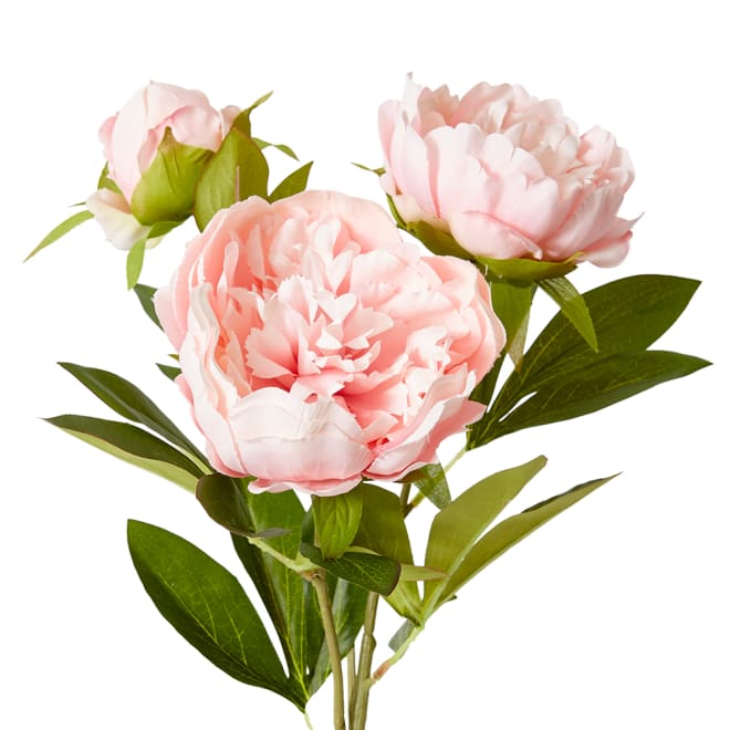 Classic Peony Spray - 27 x 24 x 75cm color Blush Pink