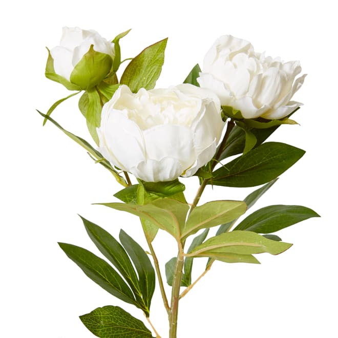 Classic Peony Spray - 27 x 24 x 75cm color White