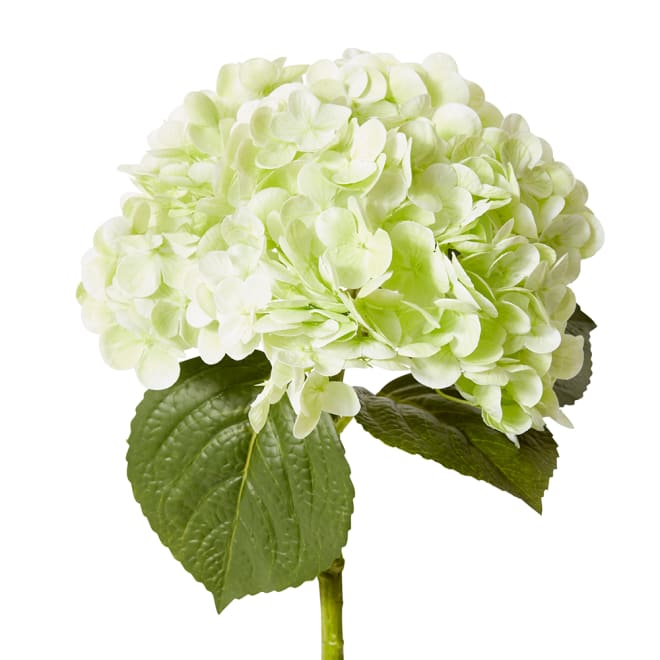 Hydrangea Classic Stem - 30 x 20 x 52cm color Green