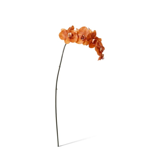 Phalaenopsis Orchid Stem Rust - 20 x 8 x 95cm color Rust