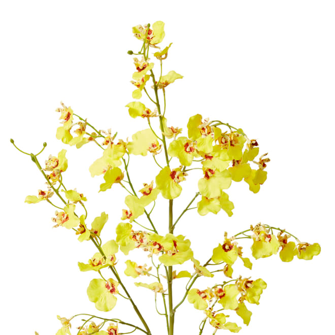 Orchid Dancing Spray Yellow - 36 x 30 x 102 cm color Yellow