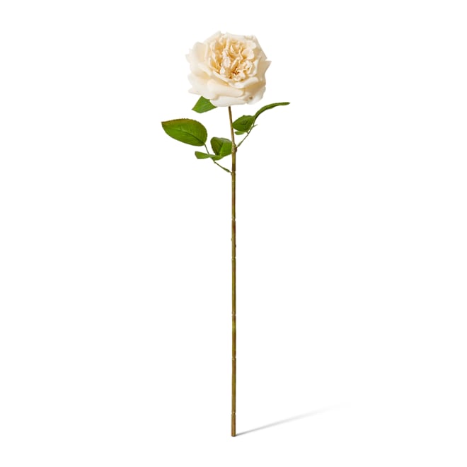 Rose Austin Stem (RT) - 22 x 14 x 66cm color Champagne