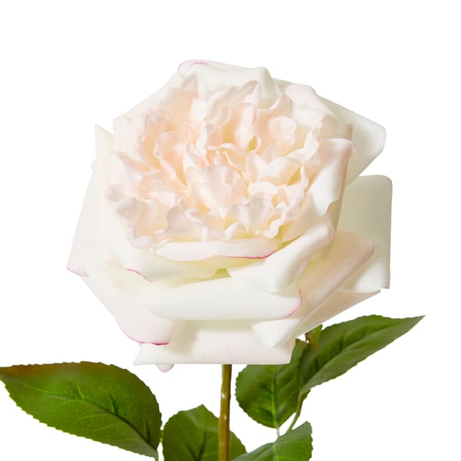 Rose Austin Stem (RT) - 22 x 14 x 66 cm color Pink/Cream