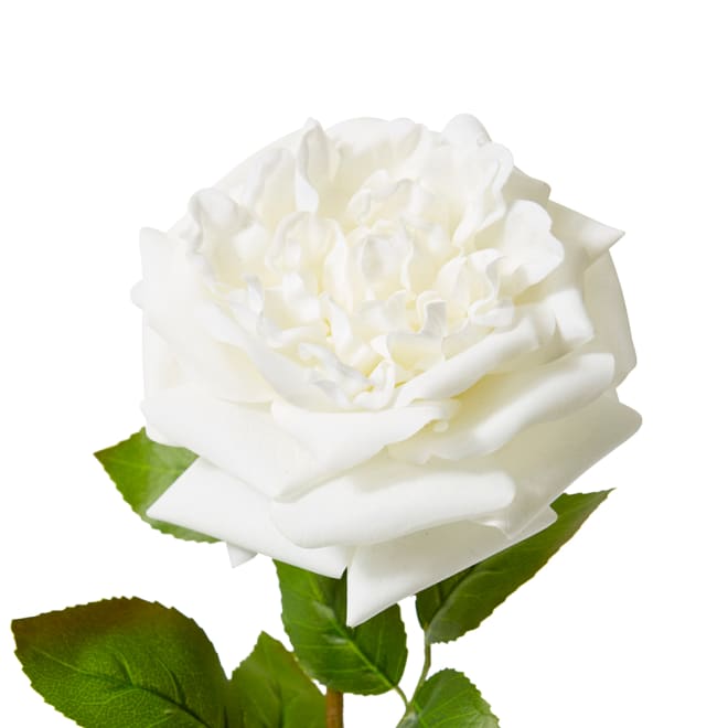 Rose Austin Stem (RT) - 22 x 14 x 66 cm color White