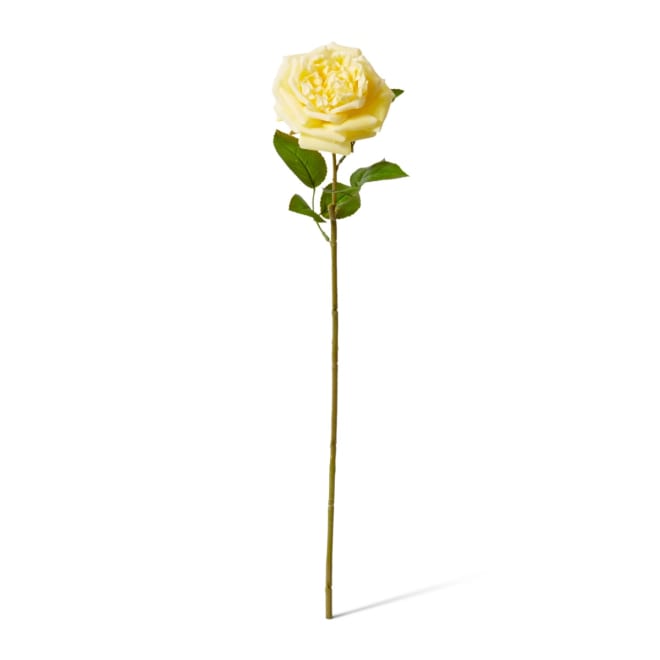 Rose Austin Stem (RT) - 22 x 14 x 66 cm color Yellow