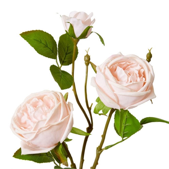 Rose Austin Spray (RT) - 24 x 16 x 78 cm color Blush Pink