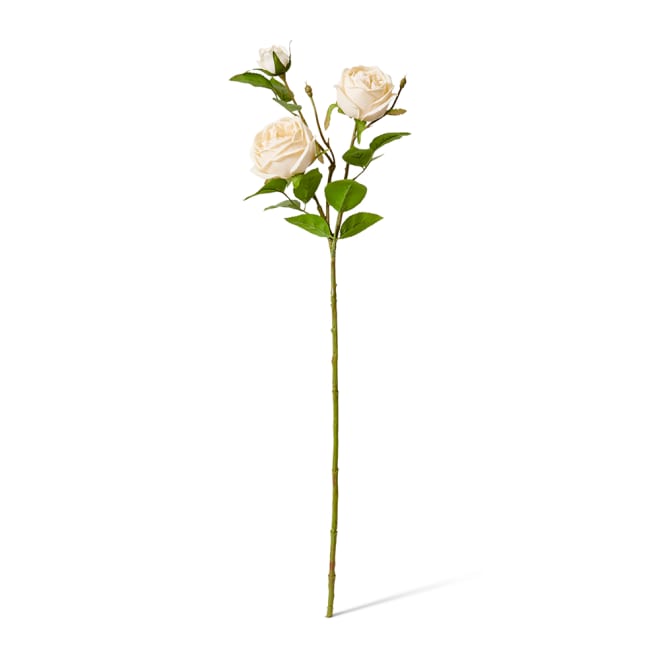 Rose Austin Spray (RT) - 24 x 16 x 78cm color Champagne