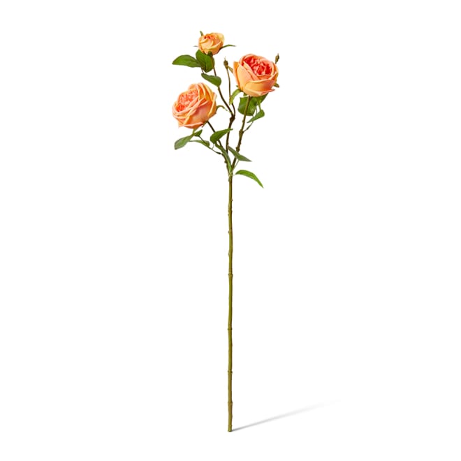 Rose Austin Spray (RT) - 24 x 16 x 78 cm color Orange