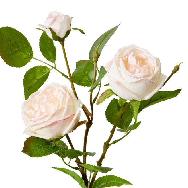 Rose Austin Spray (RT) - 24 x 16 x 78 cm color Pink/Cream