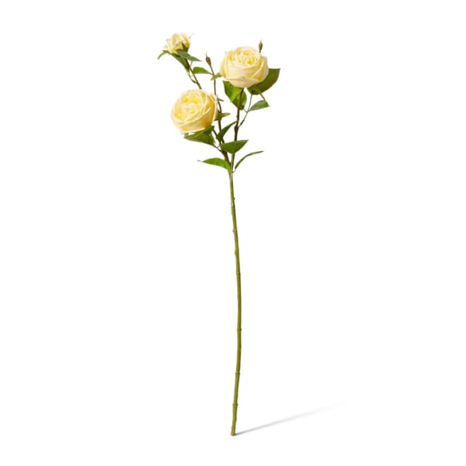 Rose Austin Spray (RT) - 24 x 16 x 78 cm color Yellow