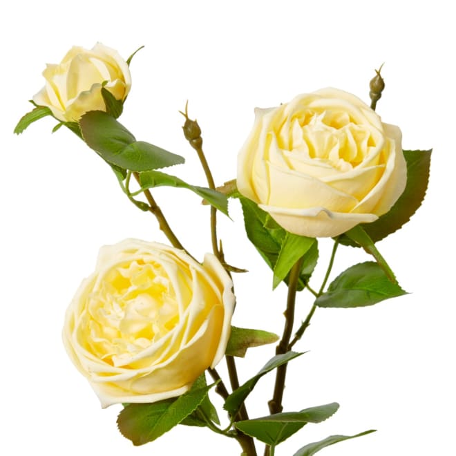 Rose Austin Spray (RT) - 24 x 16 x 78 cm color Yellow