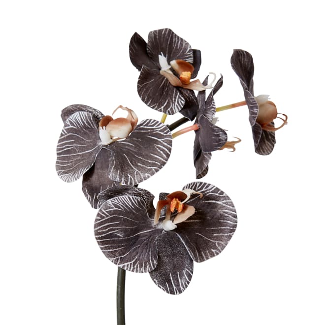 Phalaenopsis Orchid Mini Stem Black - 14 x 7 x 51cm color Black