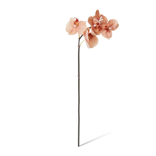 Phalaenopsis Orchid Mini Stem Brown - 14 x 7 x 51cm color Brown
