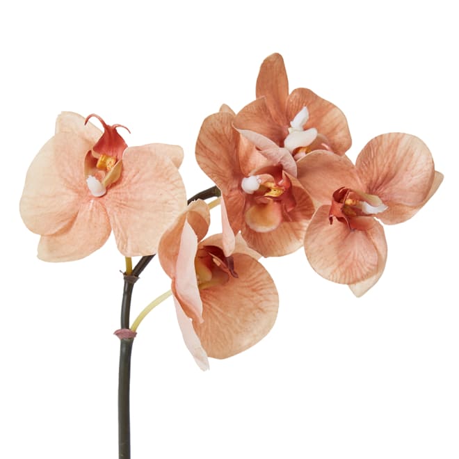 Phalaenopsis Orchid Mini Stem Brown - 14 x 7 x 51cm color Brown