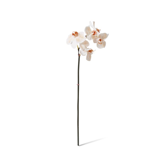 Phalaenopsis Orchid Mini Stem Light Brown - 14 x 7 x 51cm color Light Brown